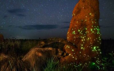 Trampas para termitas en forma de luces verdes