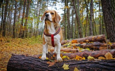 Perros para detectar termitas