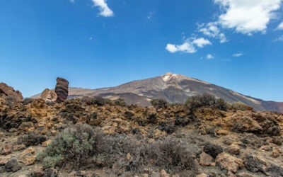 Expertos se reúnen en Tenerife para hablar sobre la eliminación de termitas