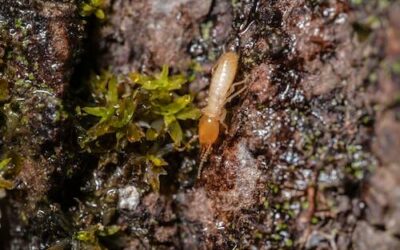 ¿Qué son los nematodos? ¿Son eficaces en la eliminación de termitas?