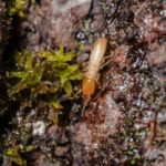 Eliminar termitas de forma sostenible