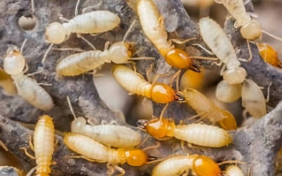 ¿Qué es la trofalaxia y su importancia en la eliminación de termitas?