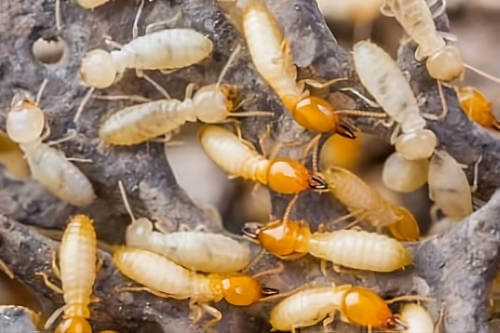 Importancia de la trofalaxia en la eliminación de termitas