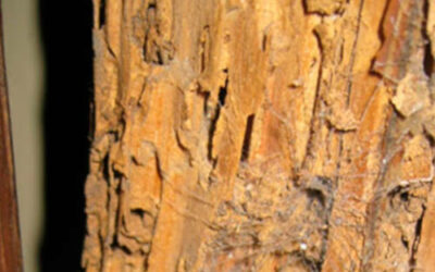 ¿Qué sucede con las plagas de termitas durante el invierno?