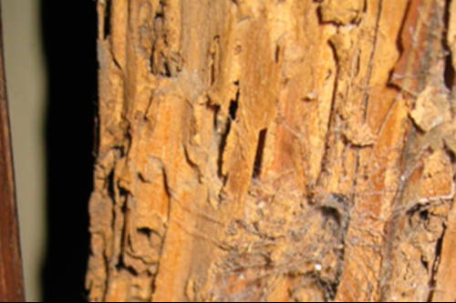 ¿Qué ocurre con las termitas durante el invierno?