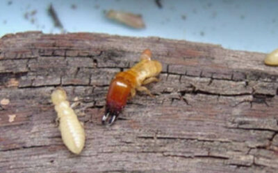 Microinyección para eliminar termitas, una solución eficaz y precisa