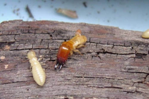 ¿Qué es la microinyección para eliminar termitas?