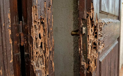 ¿Es eficaz el ácido bórico en la eliminación de termitas?