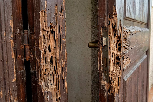¿Por qué el ácido bórico no acaba con el termitero?