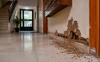 ¿Se puede obligar a un vecino a tratar su piso si tiene termitas?